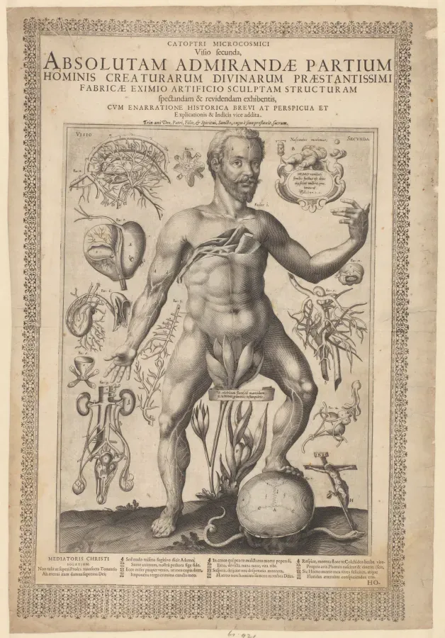 Grabado anatómico de 1613 con el corazón, los riñones y el cerebro