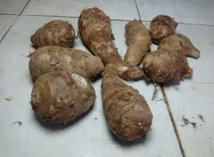 Taro Root, Eddoe or Colocasia Esculenta