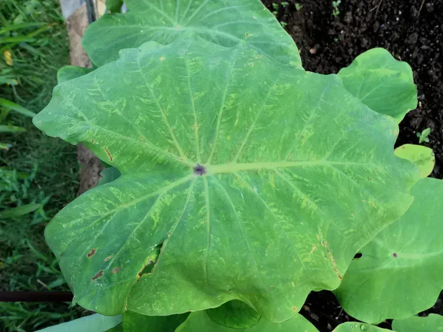 Taro (Colocasia esculenta)- Dasheen mosaic - 21110946388